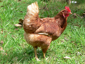 An ex-battery rescue hen ready for adoption