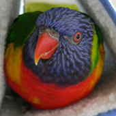 Lori the Lorikeet parrot