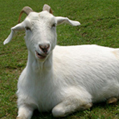 Nellie the Goat