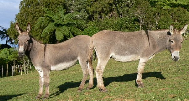 Solomon and Batholomew the Sanctuary donkeys
