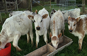 Young cows