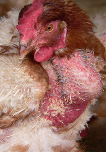 Ex Egg Farm Hen